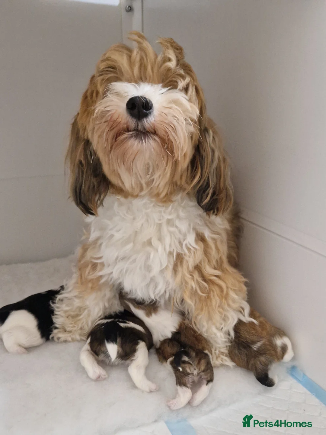 Havanese dogs for sale: Stunning KC Registered Havenese Puppies available  in Wellingborough - Advert 22