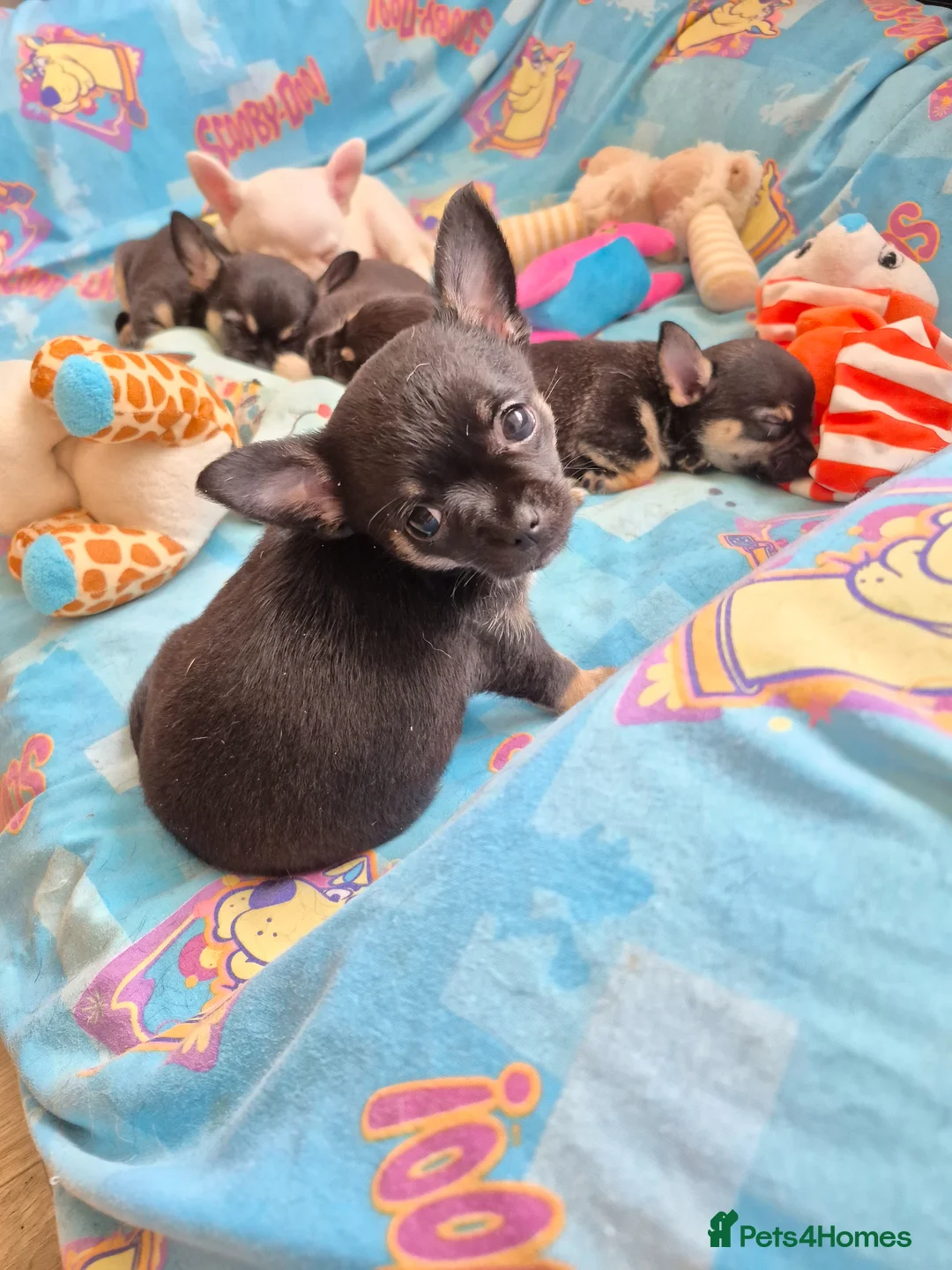 Chihuahua dogs for sale: Chihuahua! - Advert 1