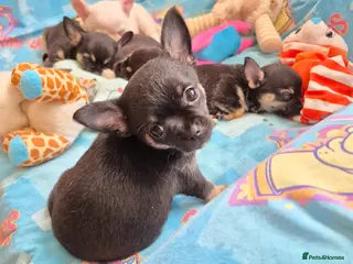 Chihuahua dogs Chihuahua! - Advert 6