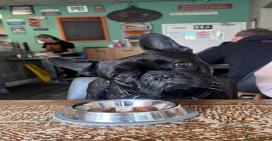 French Bulldog dogs - Advert 6