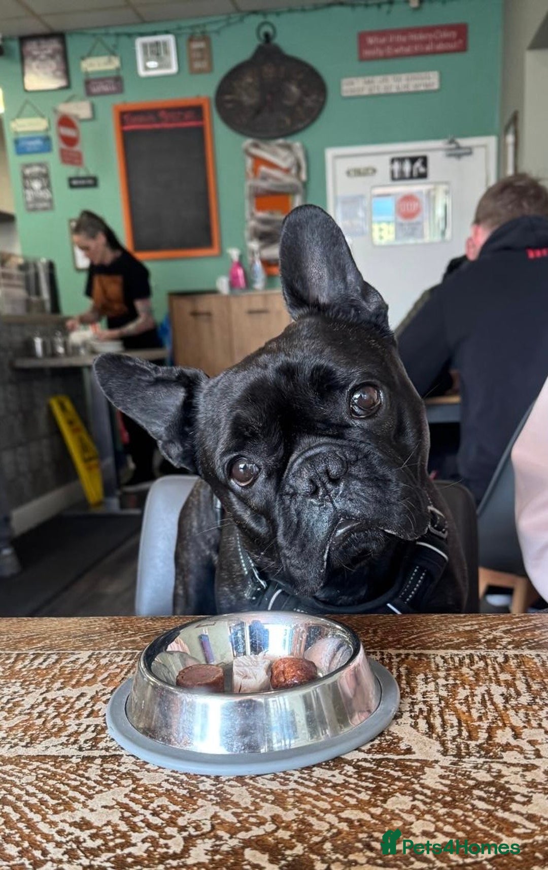 French Bulldog dogs for stud: 5 Generation Pedigree papers - Image 2