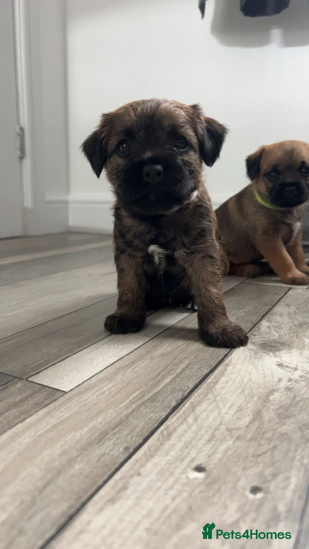 Border Terrier dogs for sale: Gorgeous Border Terrier puppies - Advert 6
