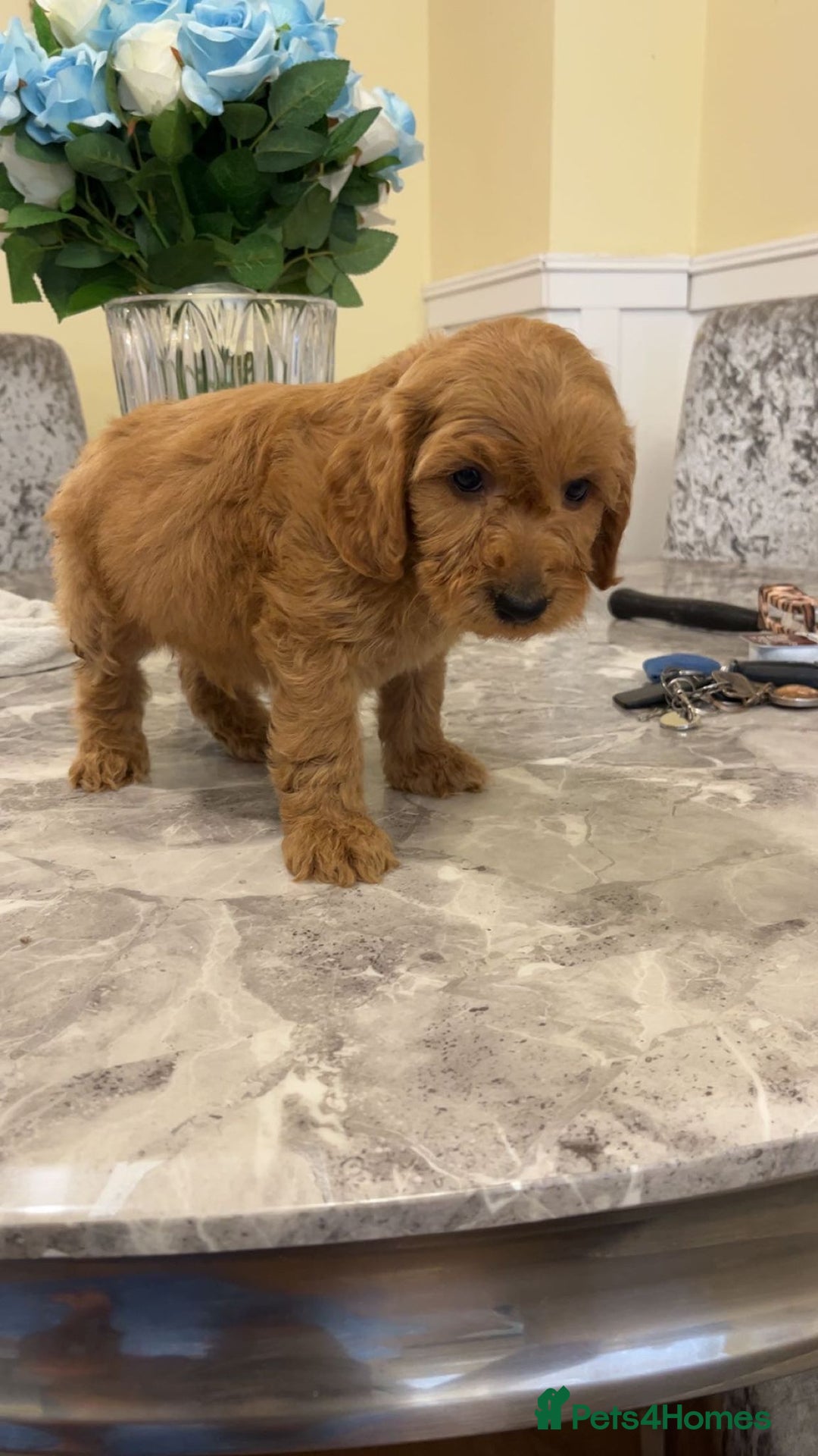 Cockapoo dogs for sale: F1 Cockapoo pups for sale  - Image 9
