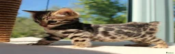 Bengal cats for sale: CUTE BENGAL FEMALE (TICA REG) - Advert 7