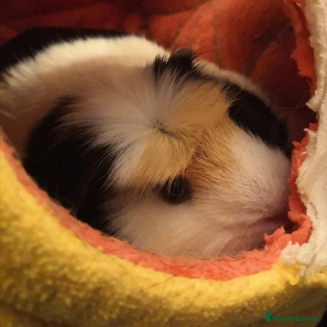 Guinea Pig rodents for sale: Guinea pig sow pair for adoption - Advert 2