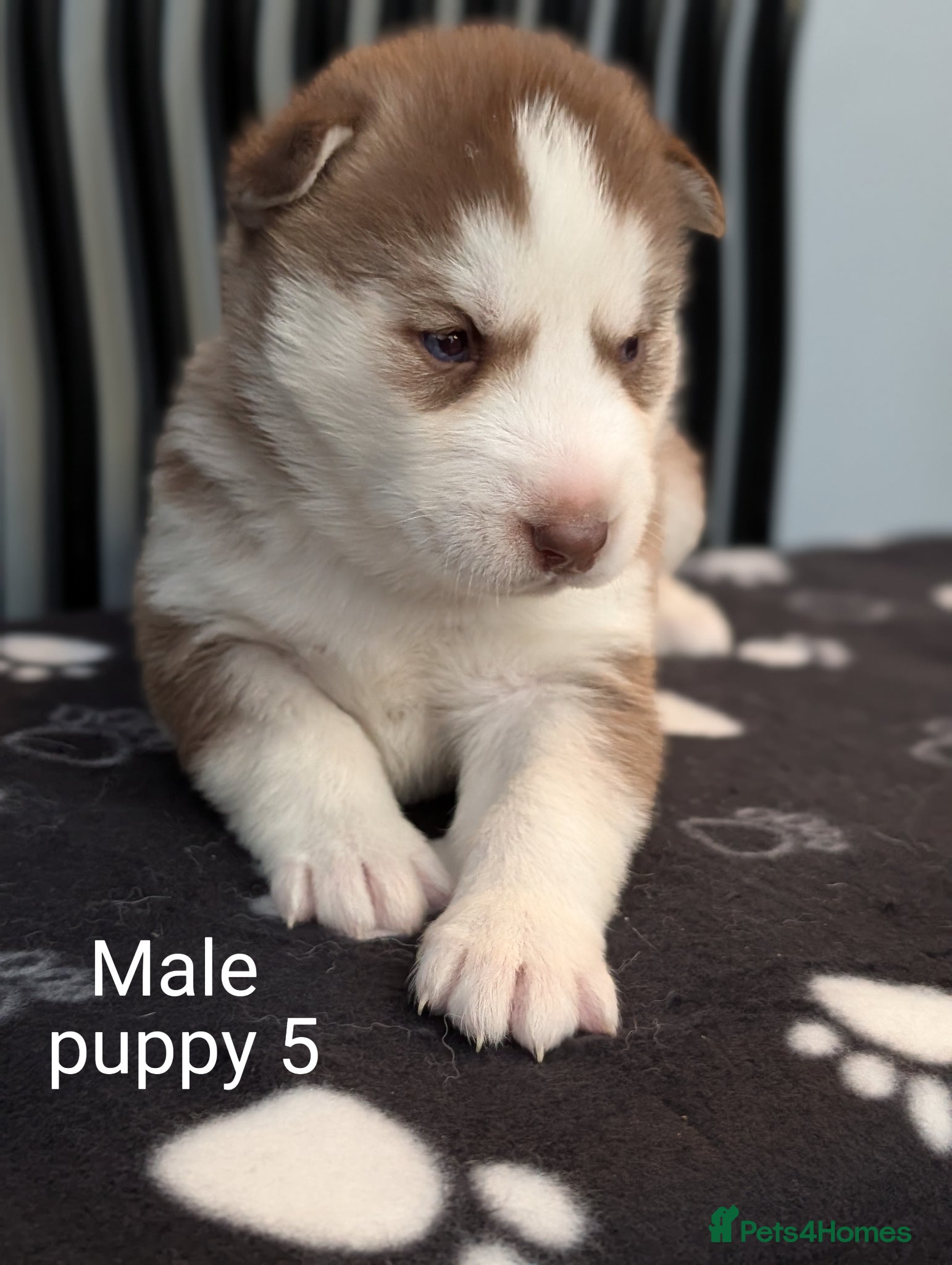 Siberian Husky dogs Beautiful Siberian Husky (all with Blue eyes) - Advert 1