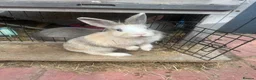 Mixed Breed rabbits for sale: 3 beautiful rabbits  - Advert 4