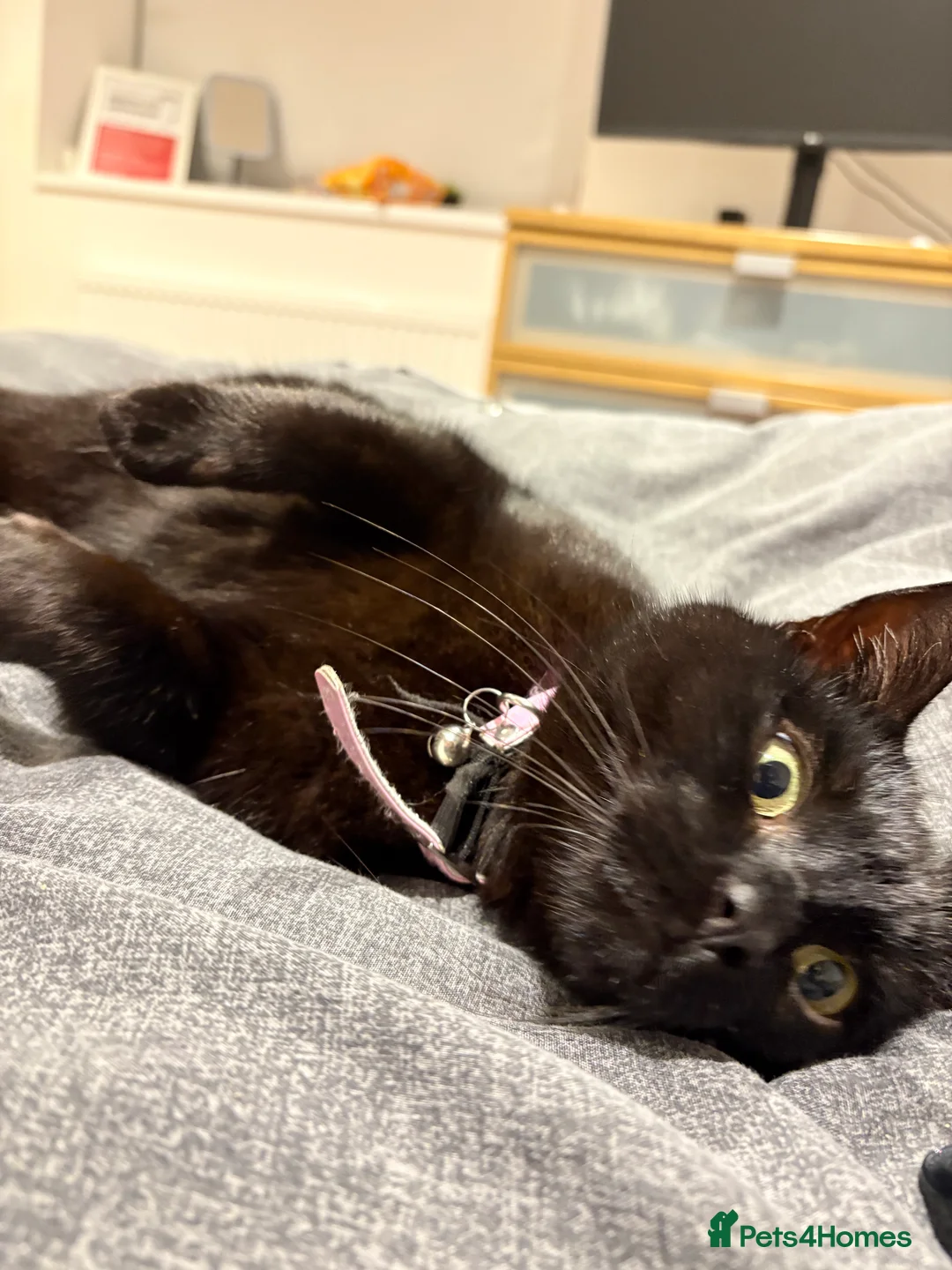 Bombay cats for sale: 5year old pheobe - Advert 5