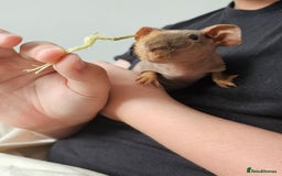 Guinea Pig rodents for sale: 2 bonded male skinny pigs - Image 4