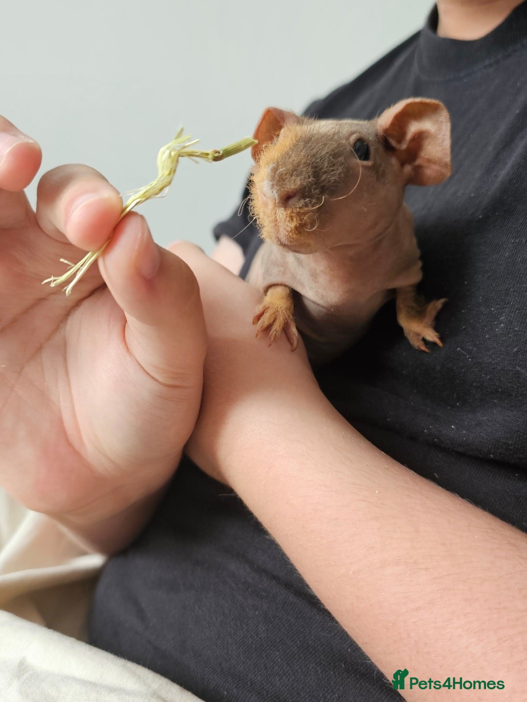Guinea Pig rodents for sale: 2 bonded male skinny pigs - Image 4