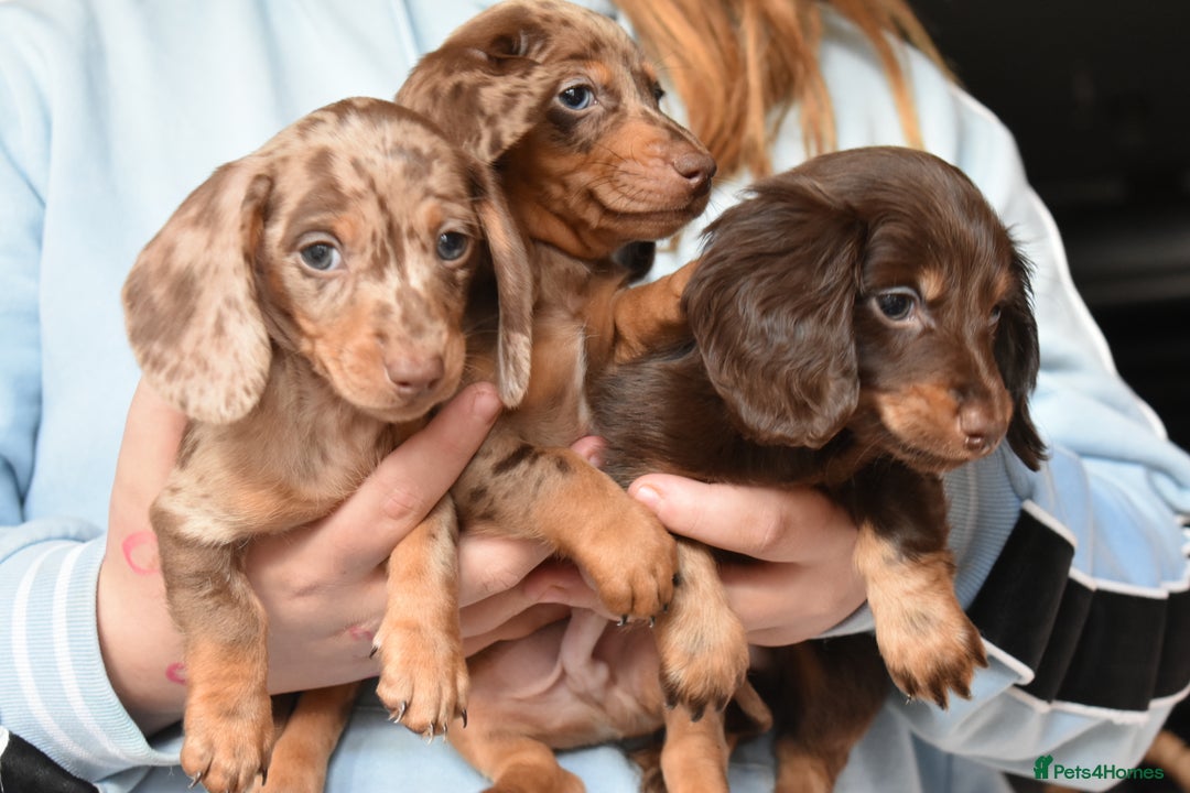 true miniature dachshund puppies one boy left for sale in Belper