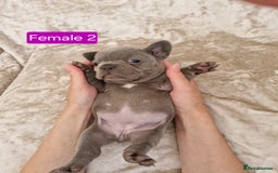 French Bulldog dogs for sale: French Bulldog Puppies  - Image 15