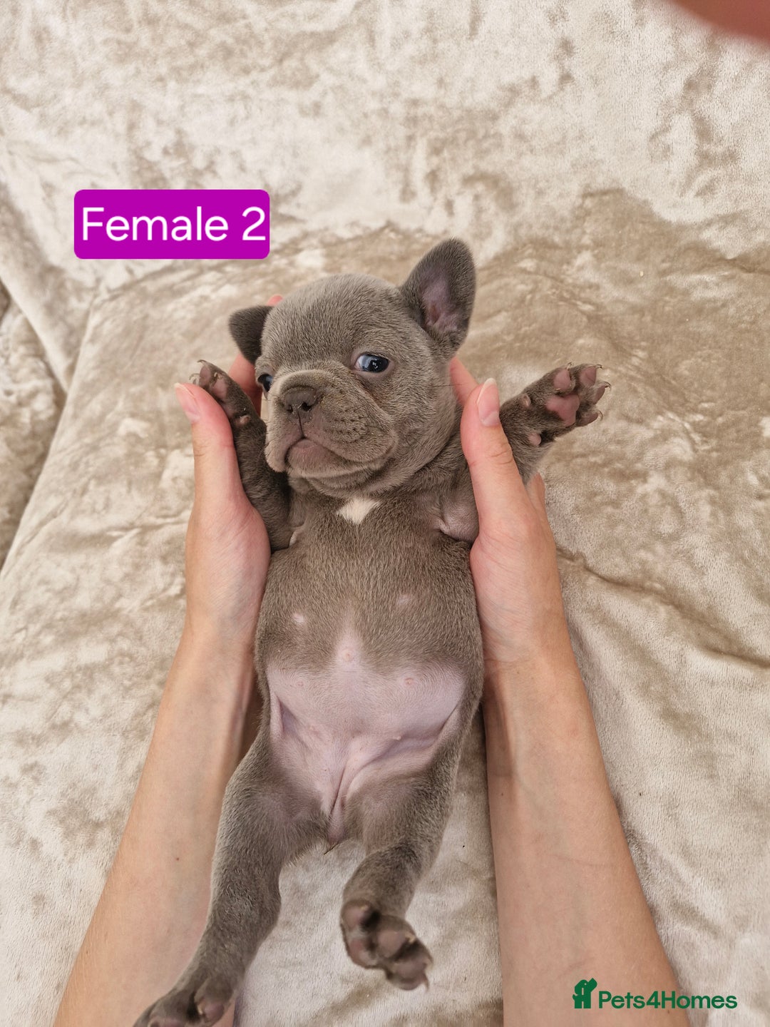 French Bulldog dogs for sale: French Bulldog Puppies  - Image 15