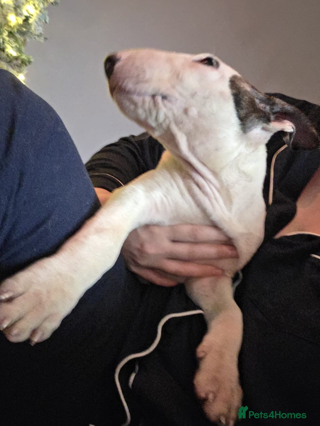 English Bull Terrier dogs for sale: Top Quality KC English bull terriers! - Advert 3