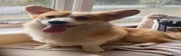 Mixed Breed dogs for sale: BEAUTIFUL MINI CORGIPOO PUPPIES  in Llanelli - Advert 39