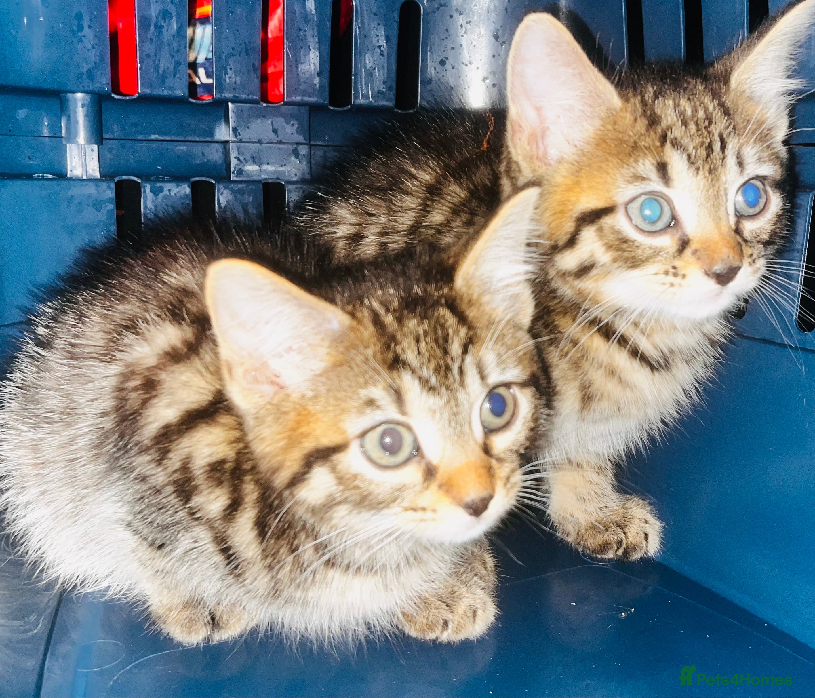 Mixed Breed cats Absolutely lovely Ragdoll x Bngl kittens ready now - Advert 2