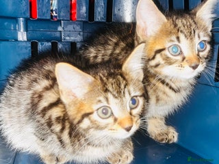 Mixed Breed cats Absolutely lovely Ragdoll x Bngl kittens ready now - Advert 2