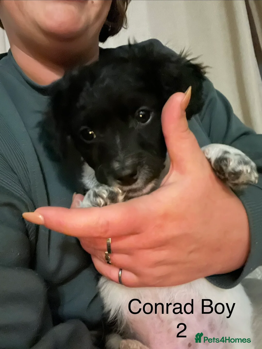 Mixed Breed dogs for sale: AMAZING JR X ZUSCHON PUPS - Advert 3