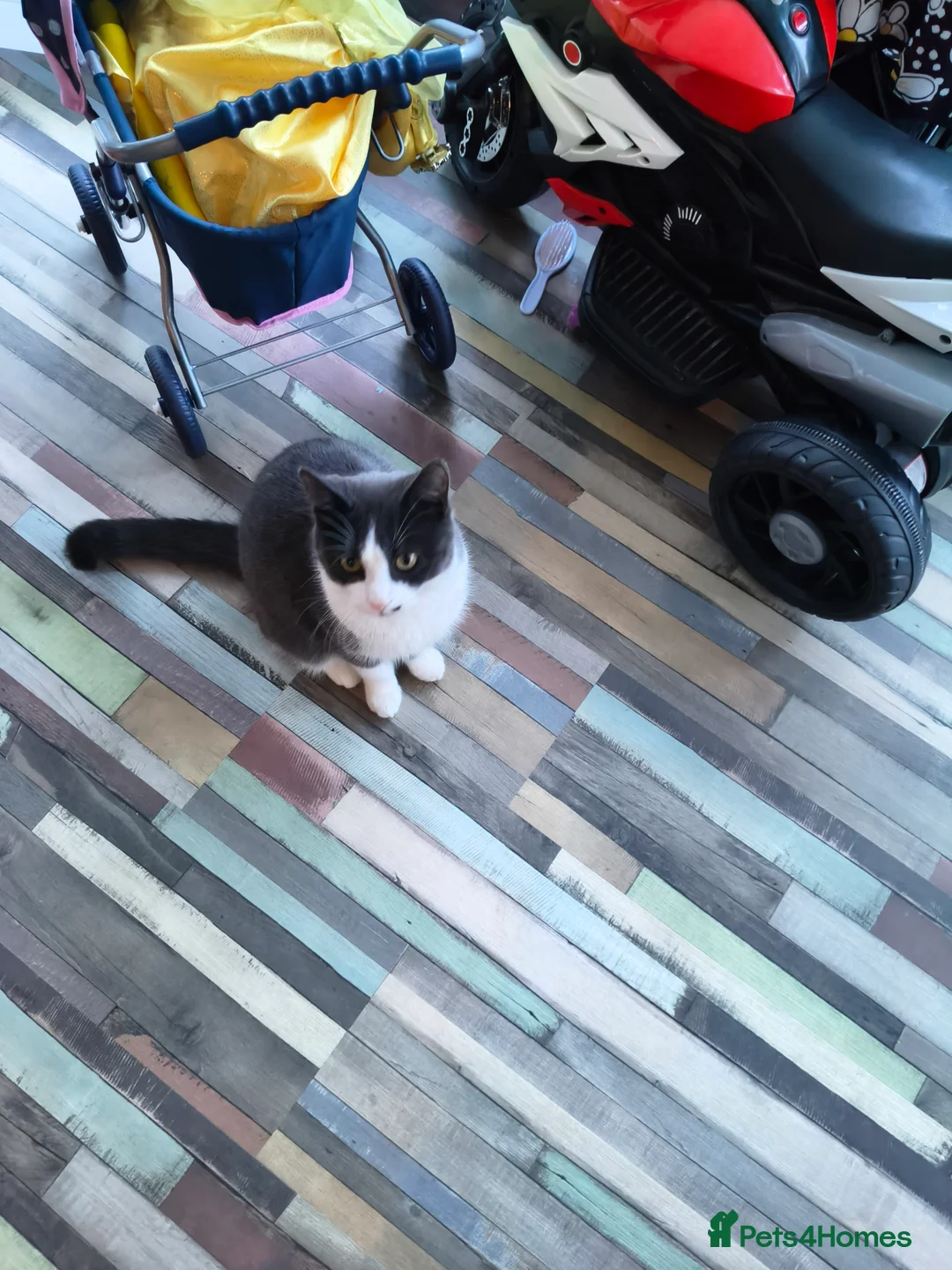 British Shorthair cats for sale: Brother and sister kitten  - Advert 4