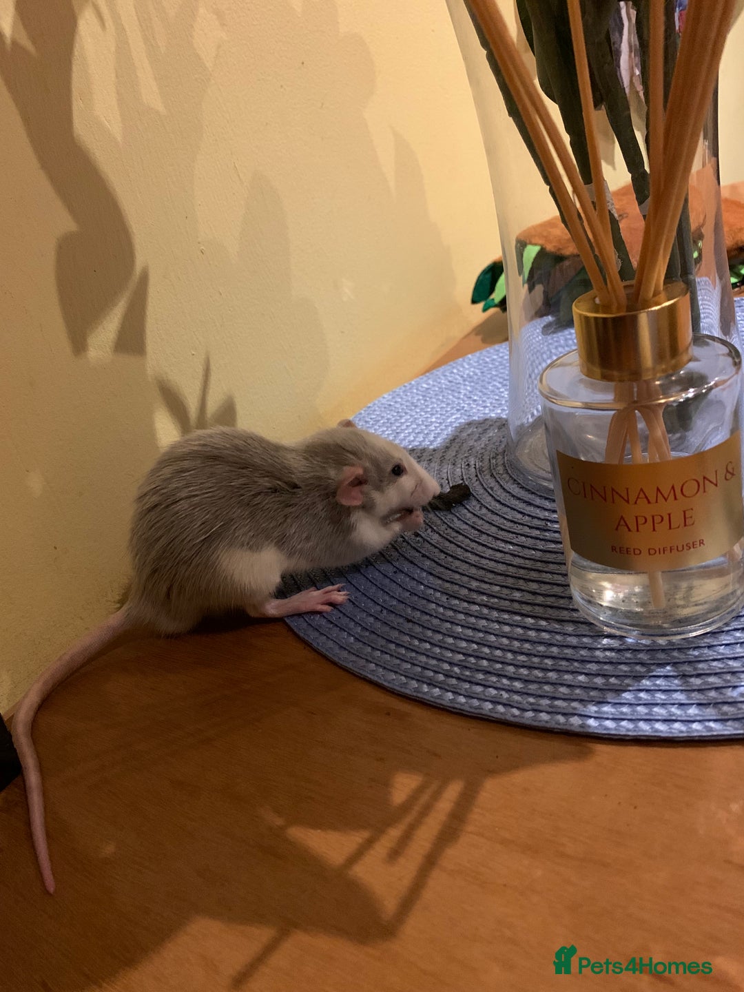 Rat rodents for sale: Rats for adoption!!!! - Image 5