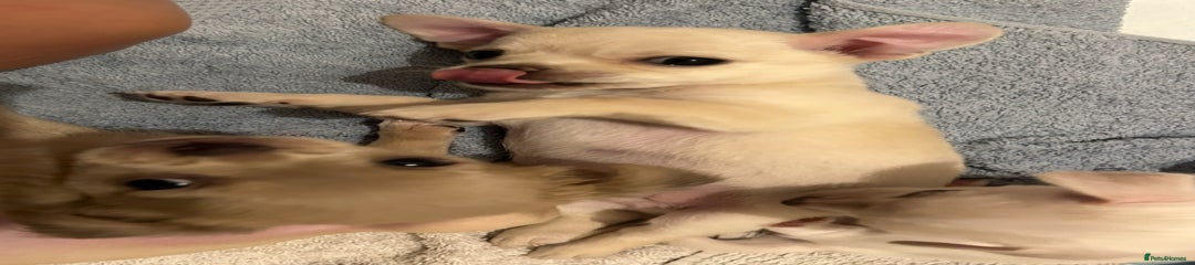 Chihuahua Puppy 5