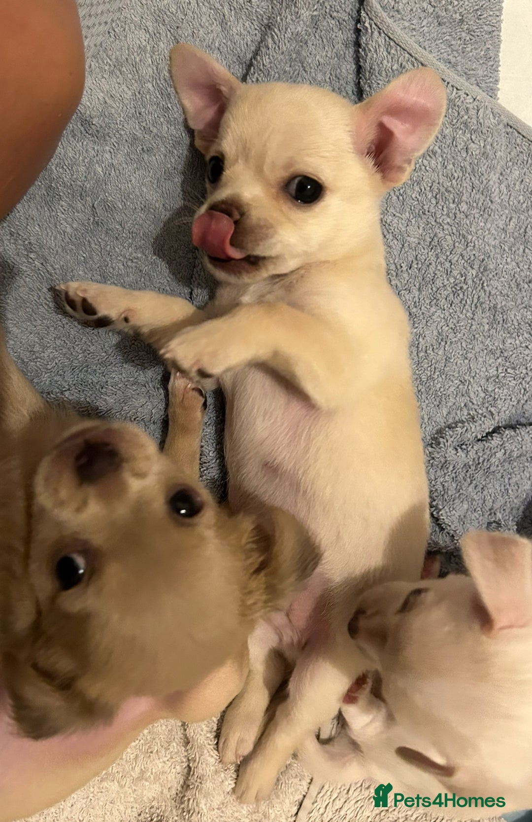 Chihuahua dogs for sale: Chilhuahua puppies  - Image 23