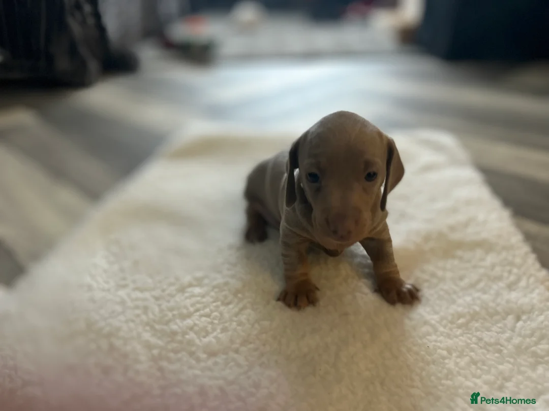 Dachshund dogs for sale: 4 lovely  girls dashund puppies  - Advert 2