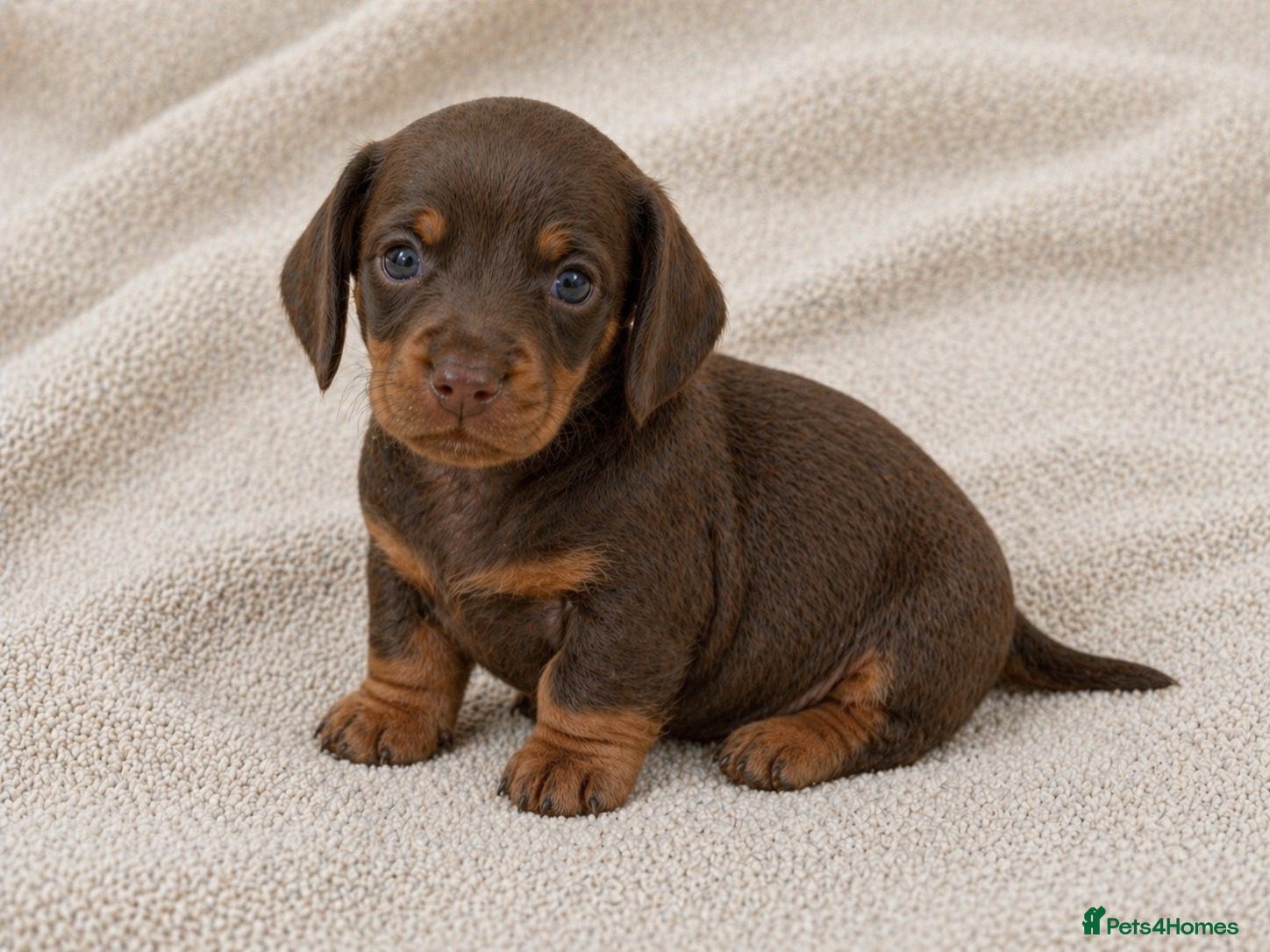 Miniature Dachshund dogs 2 BOYS LEFT⭐️KC Registered Miniature Dachshunds⭐️ - Advert 14