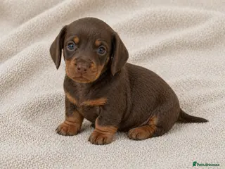 Miniature Dachshund dogs 2 BOYS LEFT⭐️KC Registered Miniature Dachshunds⭐️ - Advert 14