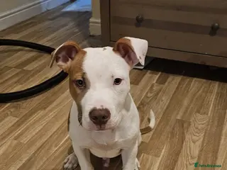 Mixed Breed dogs Staffy x American Bulldog - Advert 3