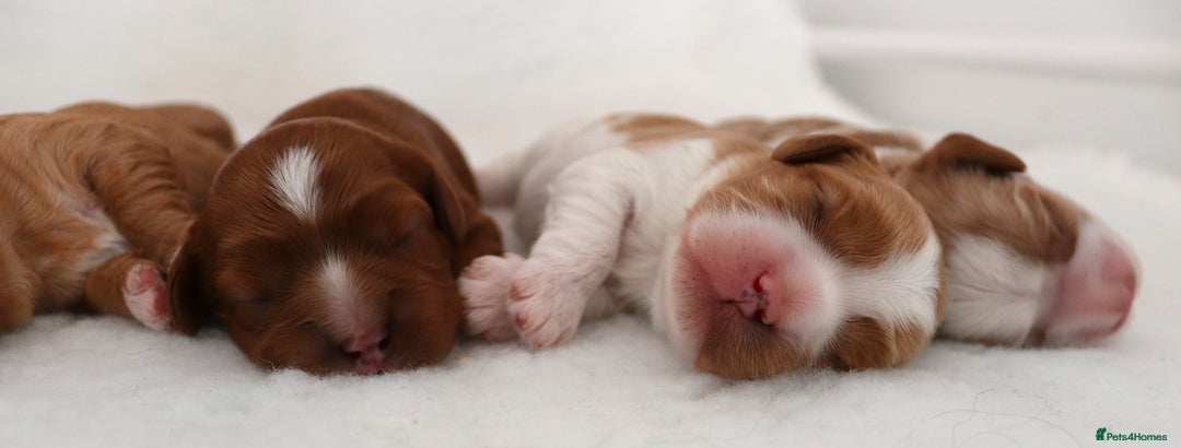 Cavapoo dogs for sale: 🌟Rare F1b Reverse Cavapoo(3/4 Cavalier1/4 Poodle) - Image 7