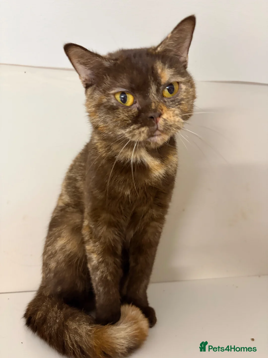 British Shorthair cats for sale: Friendly and cuddly GCCF registered BSH girl - Advert 2
