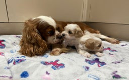 Cavalier King Charles Spaniel dogs for sale: Beautiful Cavalier Cross Maltese Puppies  - Advert 1