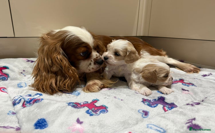 Cavalier King Charles Spaniel dogs Beautiful Cavalier Cross Maltese Puppies  - Advert 2