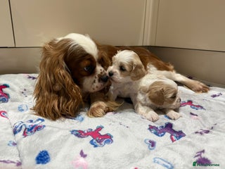 Cavalier King Charles Spaniel dogs Beautiful Cavalier Cross Maltese Puppies - Advert 1