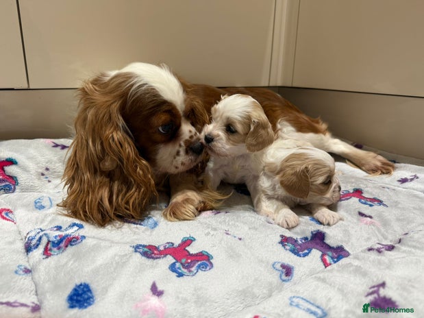 Cavalier King Charles Spaniel dogs Beautiful Cavalier Cross Maltese Puppies - Advert 7