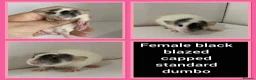 Rat rodents for sale: Adorable Baby Rats for Sale xx - Advert 13