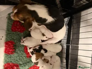 Jack Russell dogs Jack Russell puppies - Advert 3