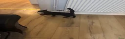Mixed Breed cats for sale: FREE 4 month old Kitten in Coventry - Advert 4