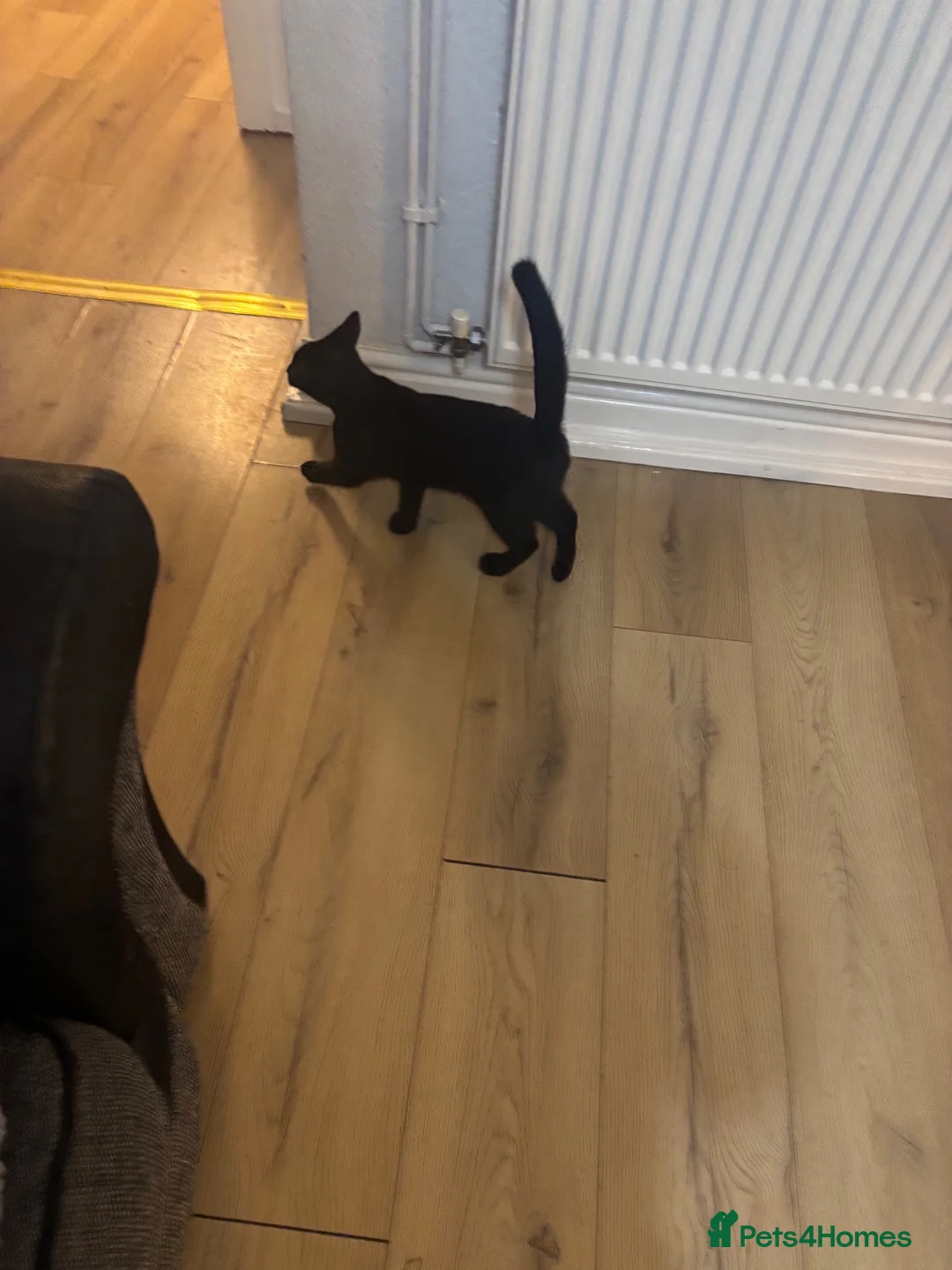 Mixed Breed cats for sale: FREE 4 month old Kitten in Coventry - Advert 4