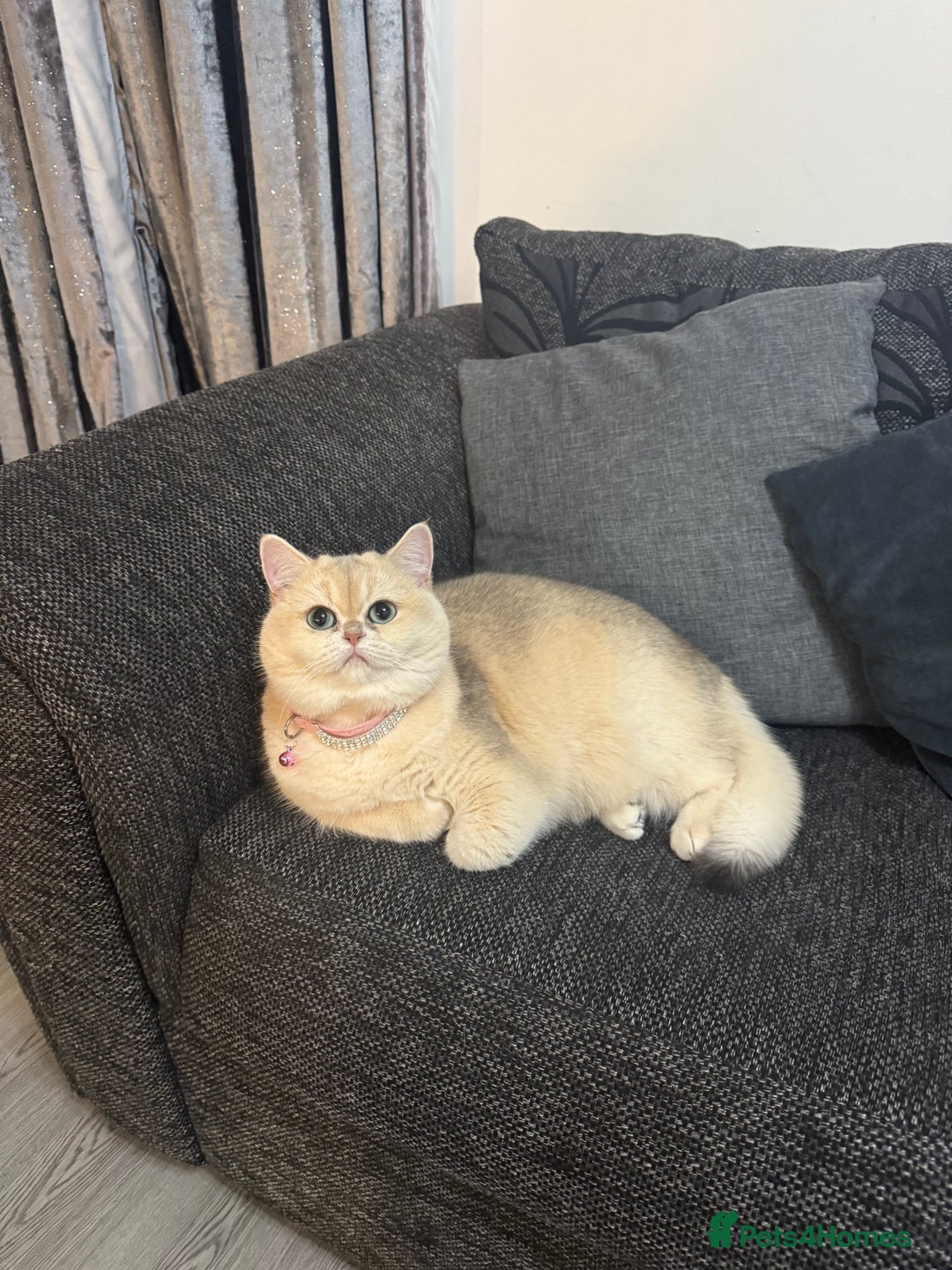 British Shorthair cats for sale: Golden Tipped British Shorthair Cat - Advert 9