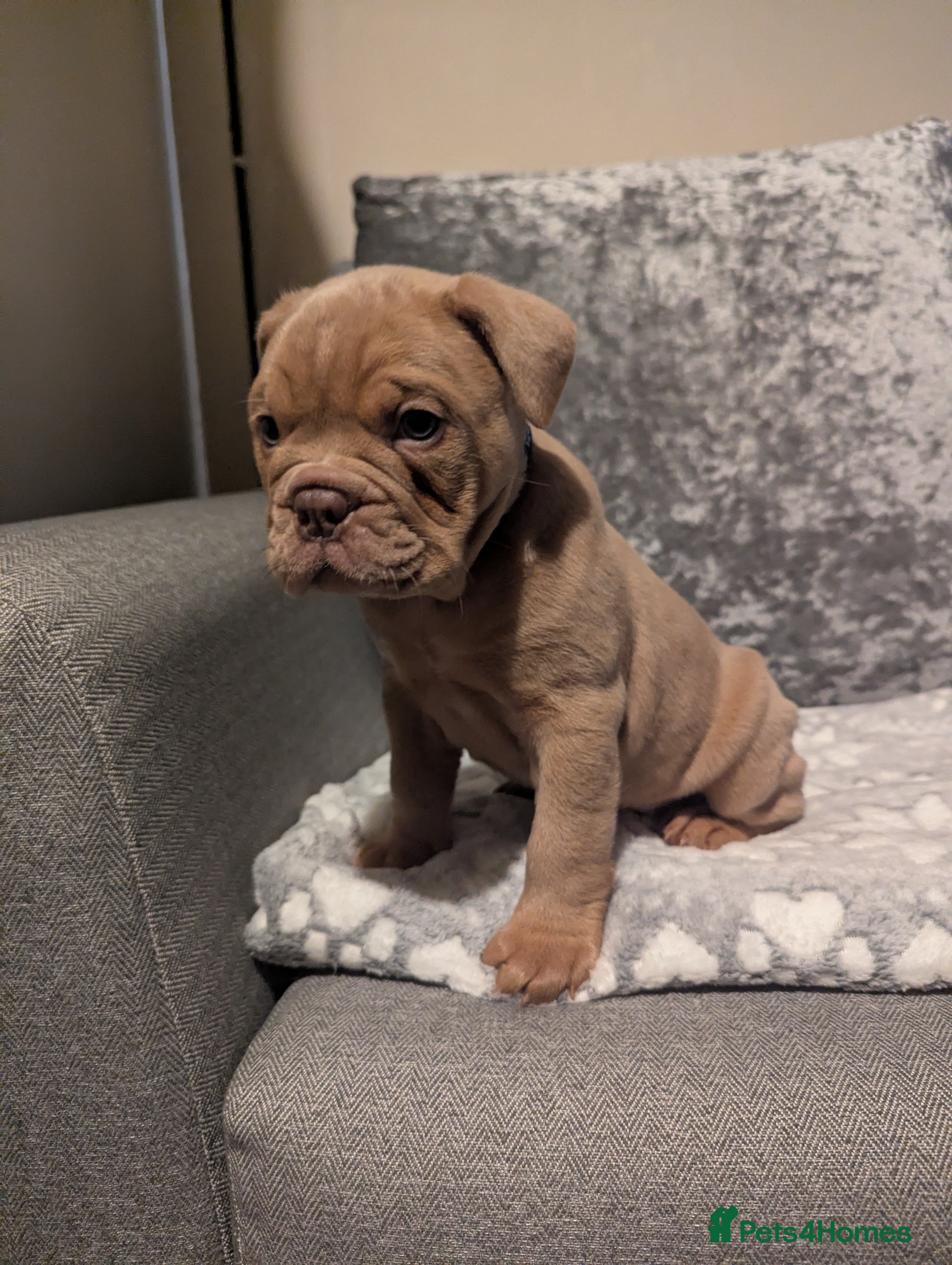 Old Tyme Bulldog dogs STUNNING OLD TYME ENGLISH BULLDOG PUPPIES  - Advert 1