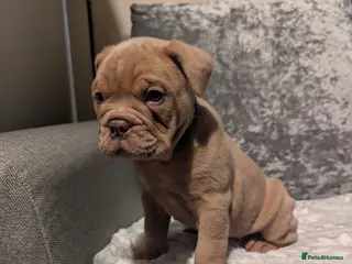 Old Tyme Bulldog dogs STUNNING OLD TYME ENGLISH BULLDOG PUPPIES - Advert 1