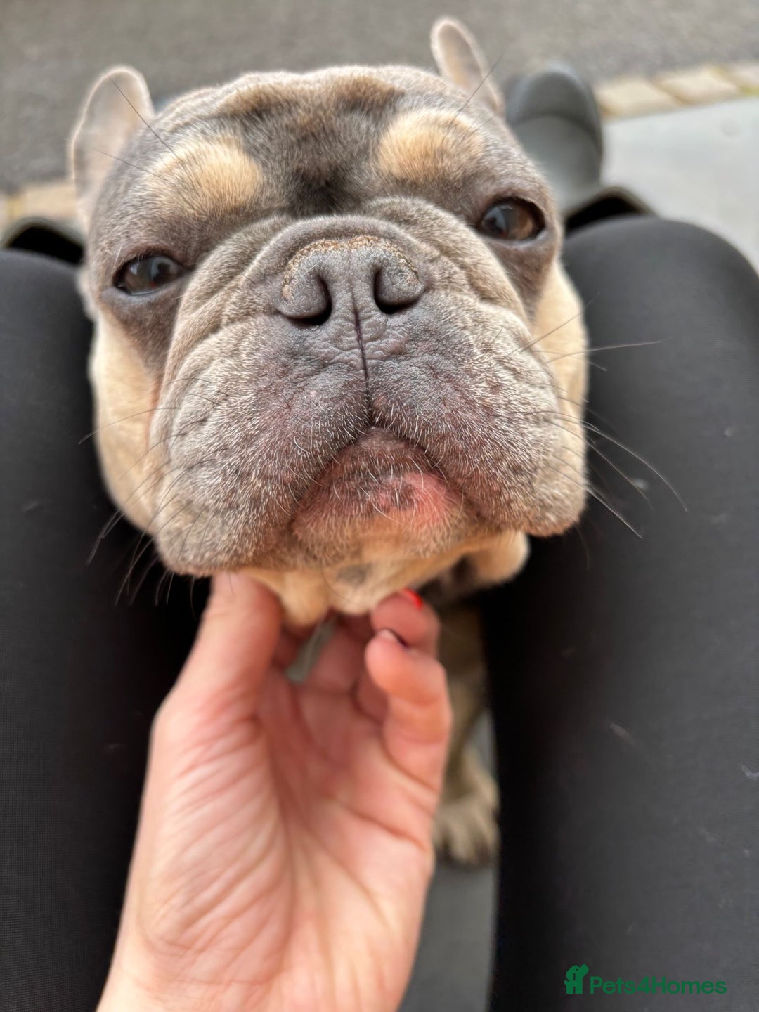French Bulldog dogs for adoption: Female French bulldog  - Image 2