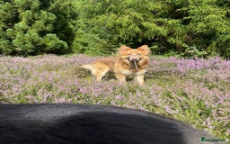 German Shepherd dogs for sale: Working KC GSD German shepherd puppies  - Image 39