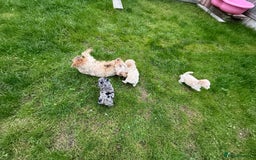 Cockapoo dogs for sale: Outstanding Toy Cockapoo pups  - Image 7