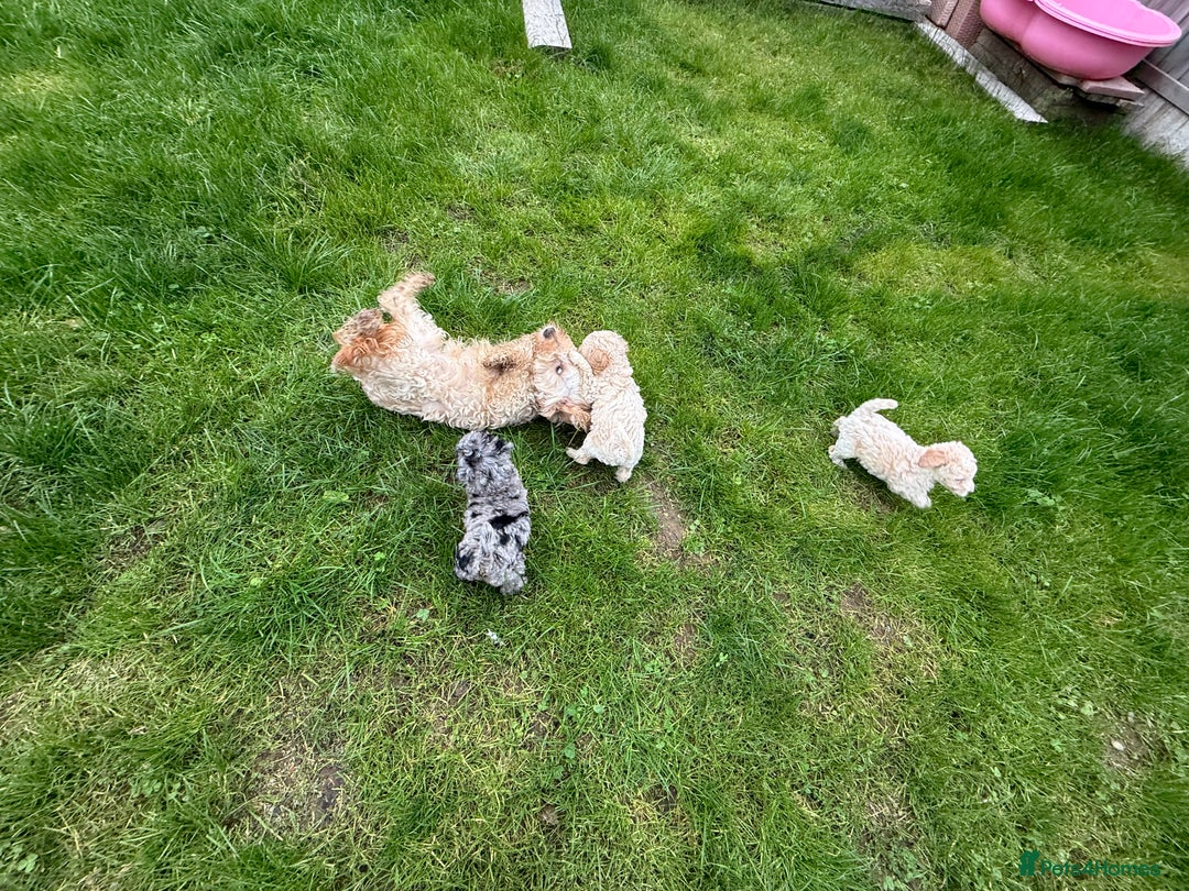 Cockapoo dogs for sale: Outstanding Toy Cockapoo pups  - Image 7