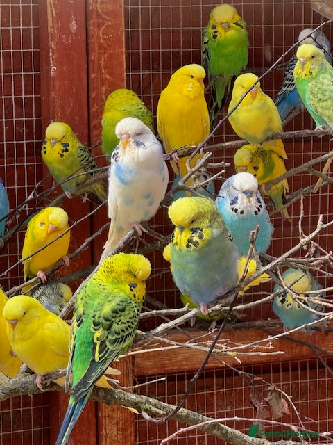Budgerigars birds Budgies , males and females available - Advert 10
