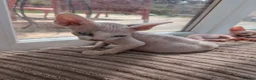 Sphynx cats for sale: 4 spynx kittens - Advert 14