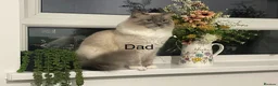 Ragdoll cats for sale: Boy ragdoll 💙 - Advert 4